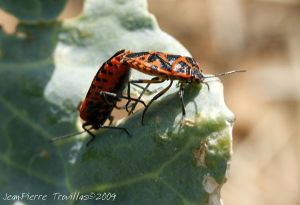 Gendarme ou pyrrhocore (Pyrrhocoris apterus) : Jean-Pierre TROUILLAS