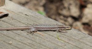 Lézard des murailles (Podarcis muralis) : Marie-José VALERO