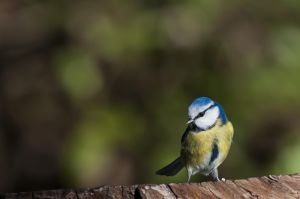 Mésange bleue Cyanistes caeruleus (Christophe Dhéry)