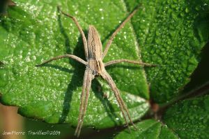 Pisaure admirable (Pisaura mirabilis) : Jean-Pierre TROUILLAS