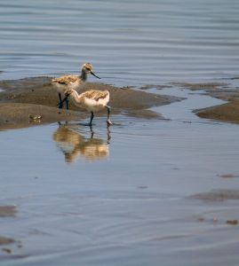 Avocette élégante Recurvirostra avosetta (Cyrille Sabran)