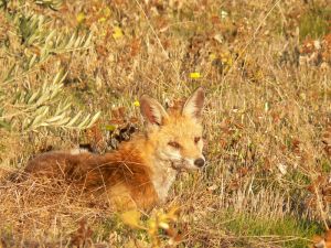 Renard roux (Vulpes vulpes) : Geoffrey MONCHAUX