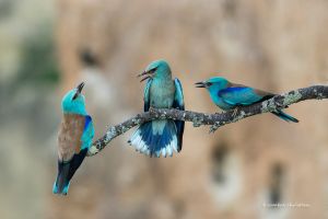 Rollier d'Europe Coracias garrulus (Christian Rambal)