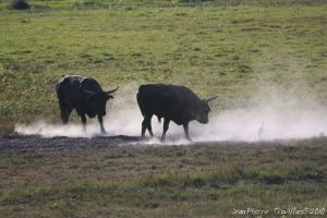 Taureau(x) camarguais : Jean-Pierre Trouillas