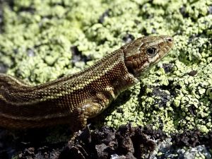 Lézard vivipare (Zootoca vivipara) : Geoffrey MONCHAUX